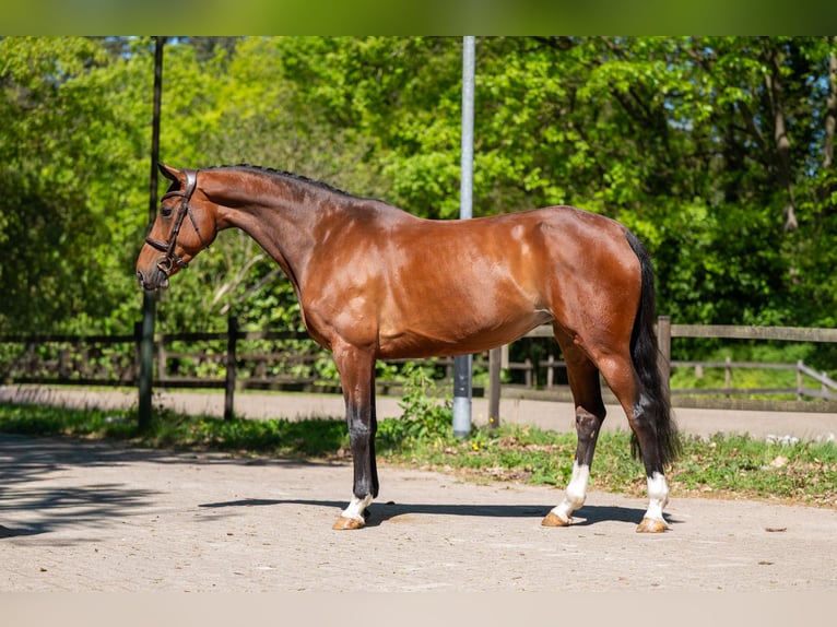 Anglo European Studbook Mare 7 years 16 hh Brown in Grote-Brogel