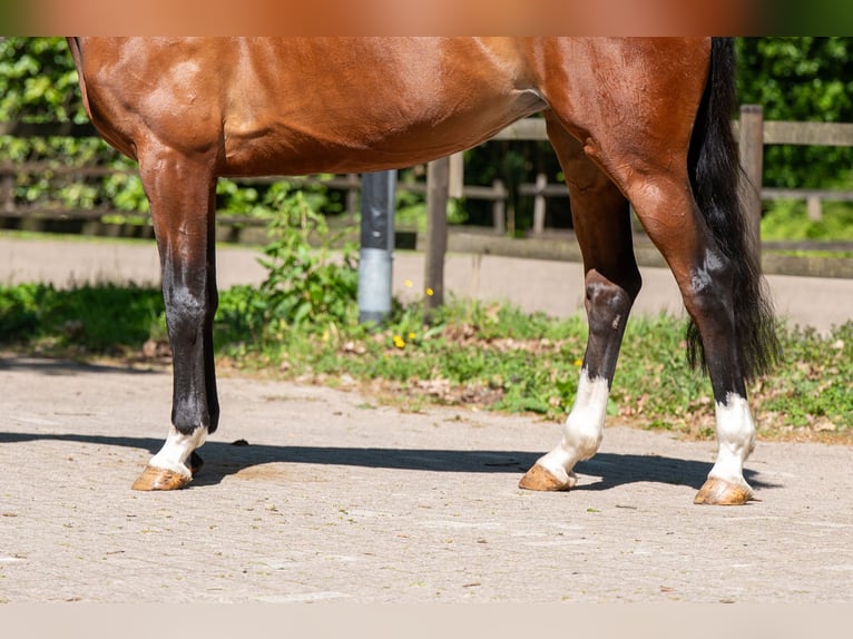 Anglo European Studbook Mare 7 years 16 hh Brown in Grote-Brogel
