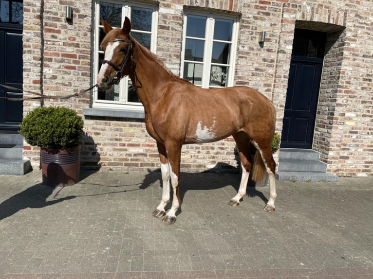 Anglo European Studbook Mare 7 years 16 hh Chestnut-Red in Schwalmtal