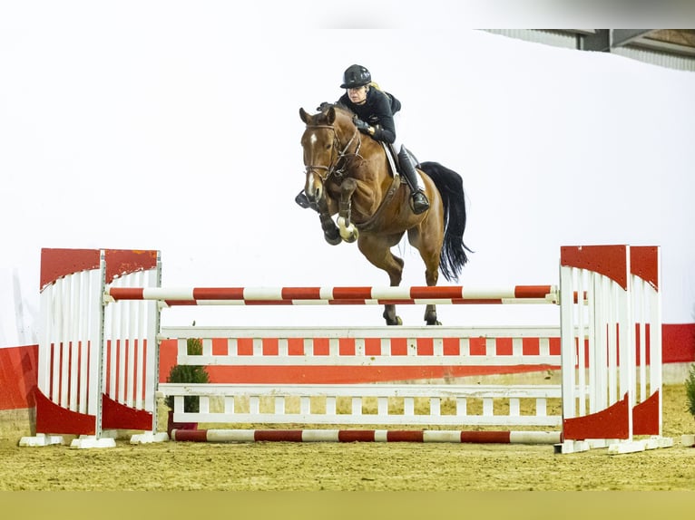 Anglo European Studbook Mare 7 years 16,2 hh Brown in Waddinxveen
