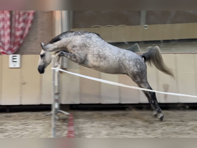 Anglo European Studbook Mare 7 years 16,2 hh Grey-Dapple in W&#xFC;rzburg