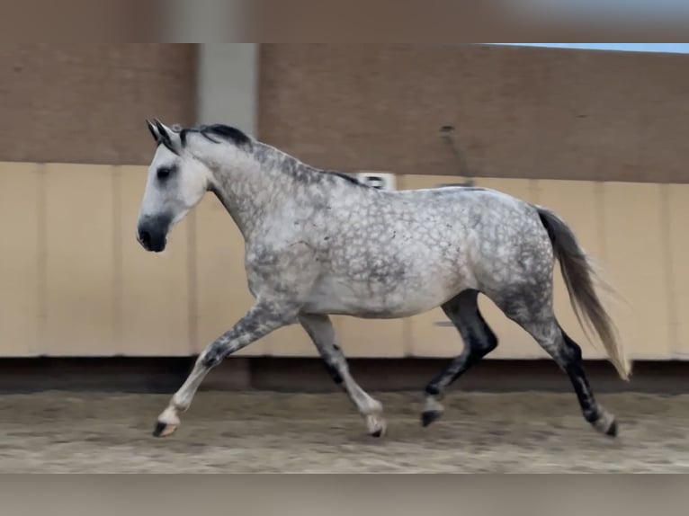 Anglo European Studbook Mare 7 years 16,2 hh Grey-Dapple in W&#xFC;rzburg