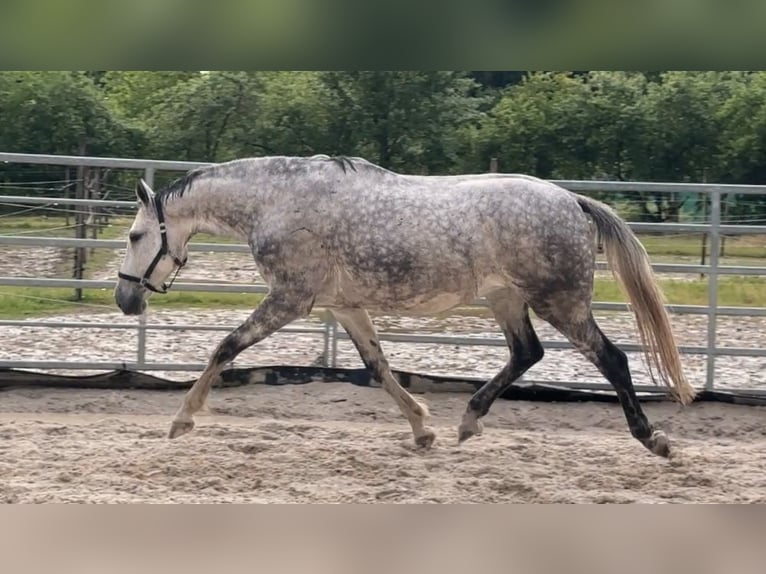 Anglo European Studbook Mare 7 years 16,2 hh Grey-Dapple in W&#xFC;rzburg