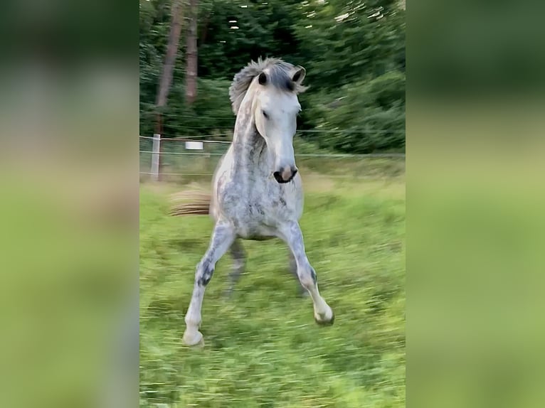 Anglo European Studbook Mare 7 years 16,2 hh Grey-Dapple in W&#xFC;rzburg
