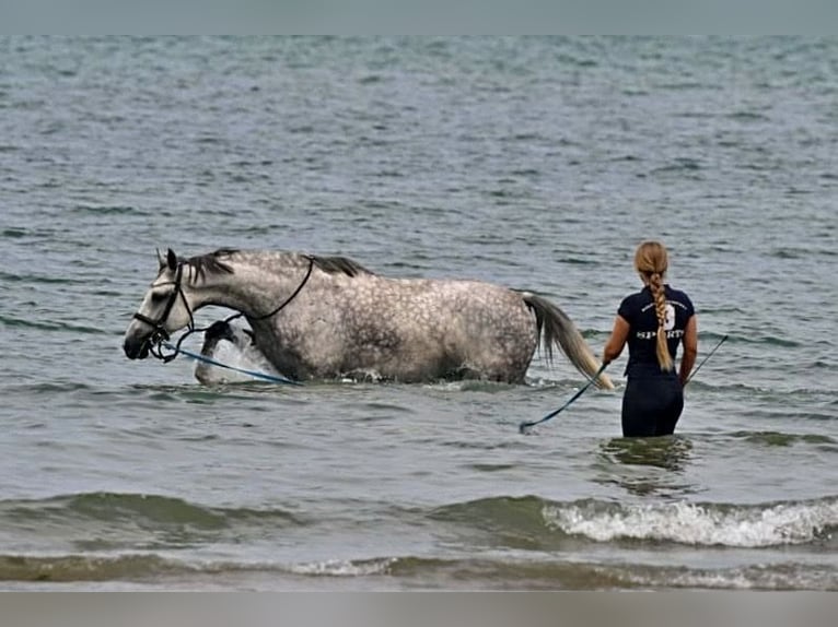 Anglo European Studbook Mare 7 years 16,2 hh Grey-Dapple in W&#xFC;rzburg