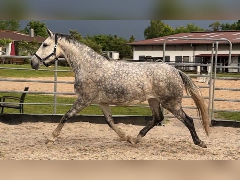 Anglo European Studbook Mare 7 years 16,2 hh Grey-Dapple in W&#xFC;rzburg