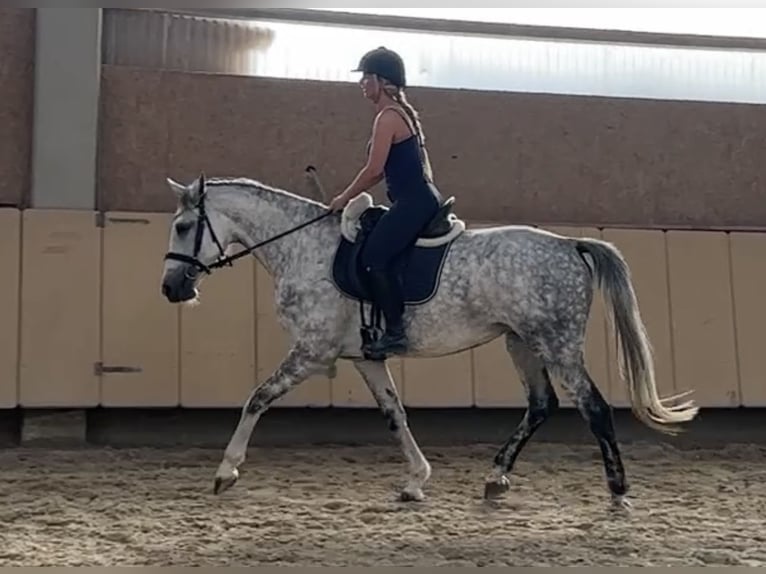 Anglo European Studbook Mare 7 years 16,2 hh Grey-Dapple in W&#xFC;rzburg