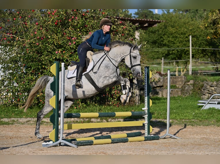 Anglo European Studbook Mare 7 years 16,2 hh Grey-Dapple in Würzburg