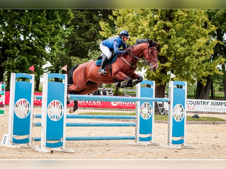 Anglo European Studbook Mare 7 years 17 hh Brown in Jakubów