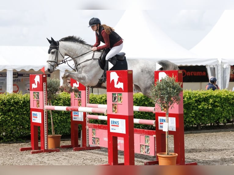 Anglo European Studbook Mare 7 years 17 hh Grey in Grote-Brogel