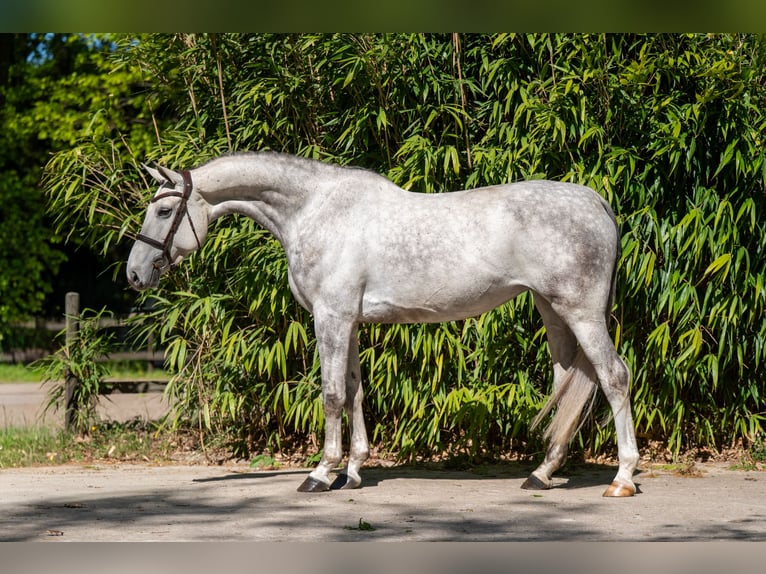 Anglo European Studbook Mare 7 years 17 hh Grey in Grote-Brogel