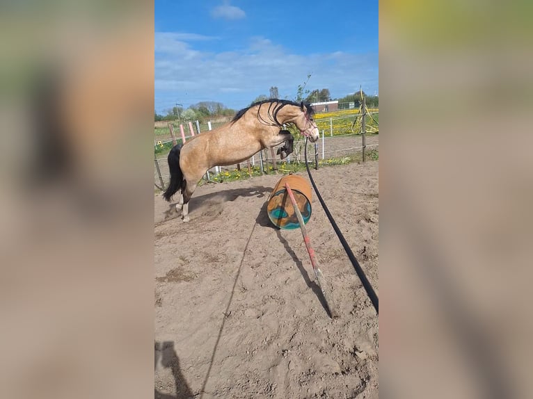 Anglo European Studbook Mix Mare 8 years 13.1 hh Buckskin in Geffen