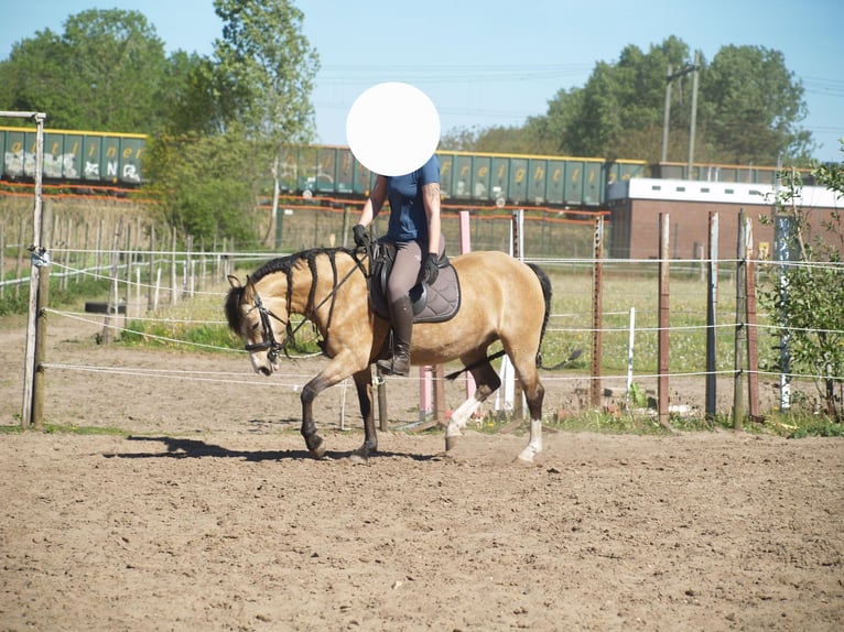 Anglo European Studbook Mix Mare 8 years 13.1 hh Buckskin in Geffen