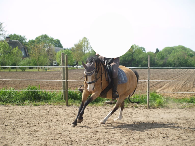 Anglo European Studbook Mix Mare 8 years 13.1 hh Buckskin in Geffen