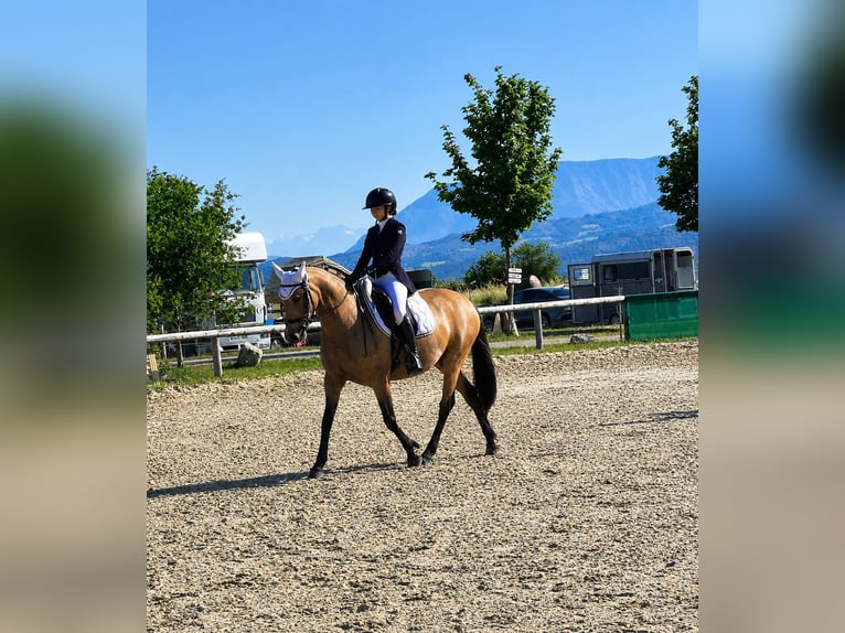 Anglo European Studbook Mare 8 years 14.2 hh Dun in Alpes de Haute Provence