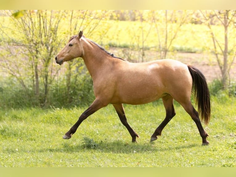 Anglo European Studbook Mare 8 years 14,2 hh Dun in Forcalquier