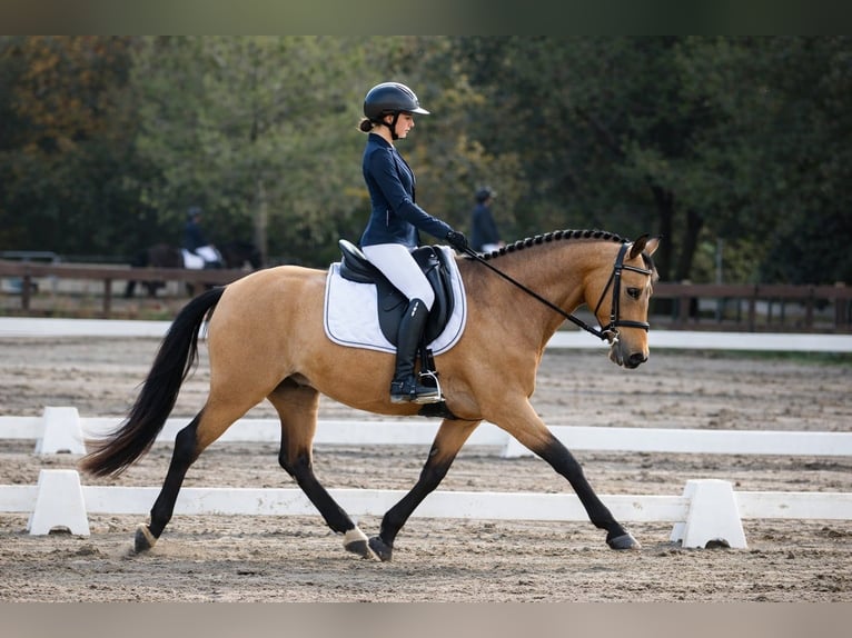 Anglo European Studbook Mare 8 years 14,2 hh Dun in Forcalquier