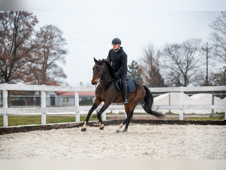 Anglo European Studbook Mare 8 years 15,2 hh Bay-Dark in Szynkielów