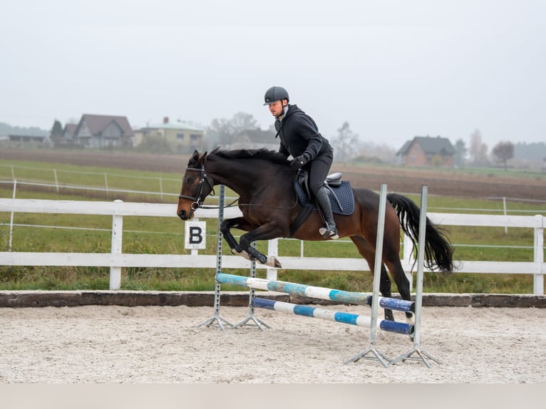 Anglo European Studbook Mare 8 years 15,2 hh Bay-Dark in Szynkielów