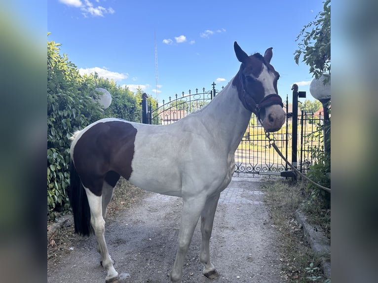Anglo European Studbook Mare 8 years 15,2 hh Pinto in Heusden zolder