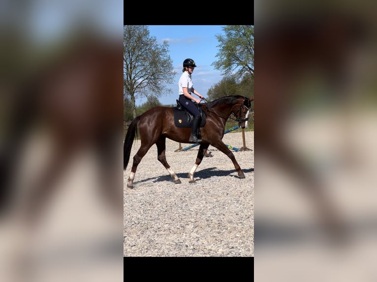 Anglo European Studbook Mare 8 years 16,3 hh Chestnut in Arendonk