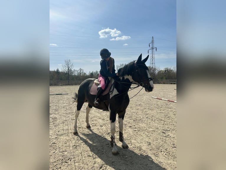 Anglo European Studbook Mare 8 years 16.3 hh Pinto in Warszawa