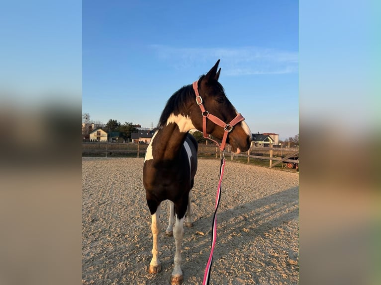 Anglo European Studbook Mare 8 years 16.3 hh Pinto in Warszawa