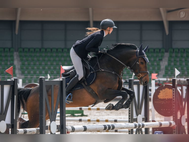 Anglo European Studbook Mare 8 years 16 hh Brown in Balkasodis