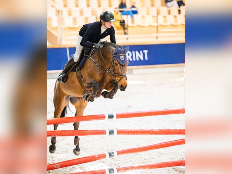 Anglo European Studbook Mare 8 years 16 hh Brown in Balkasodis