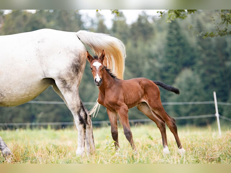 Anglo European Studbook Mare 8 years 16 hh Gray in Sulzbach an der Murr