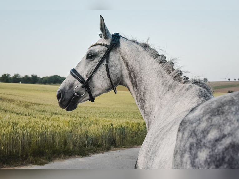 Anglo European Studbook Mare 8 years 16 hh Gray in Sulzbach an der Murr