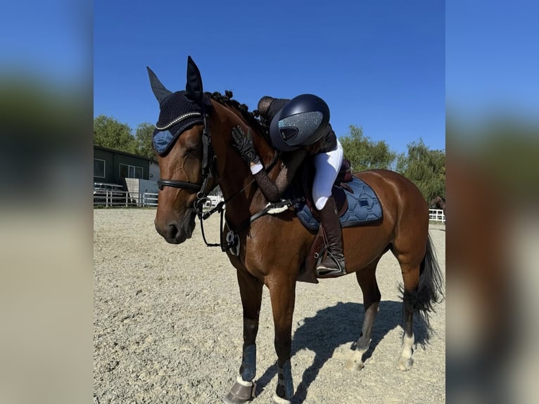 Anglo European Studbook Mare 8 years 16,1 hh Bay in Berceni