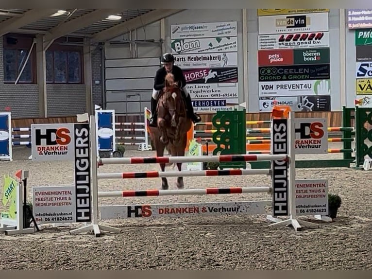 Anglo European Studbook Mare 8 years 16,1 hh Chestnut-Red in GROTE-BROGEL