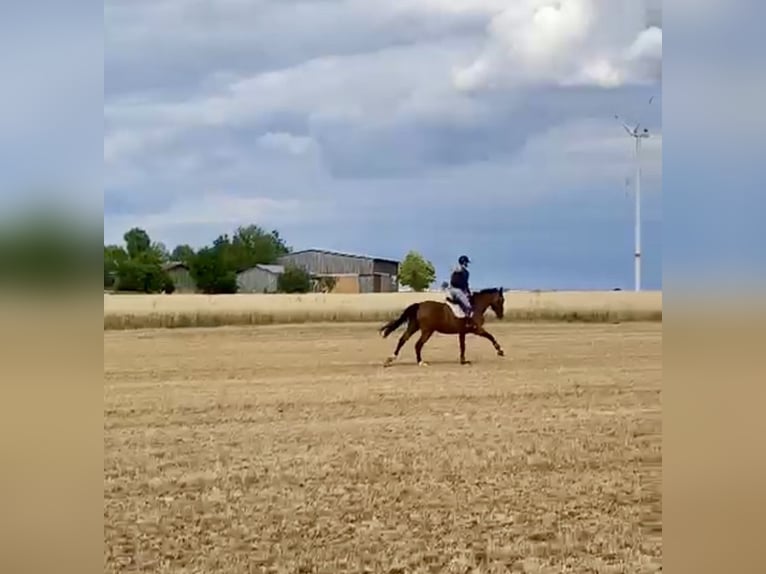Anglo European Studbook Mare 8 years 16,3 hh Brown in FreystadtFreystadt