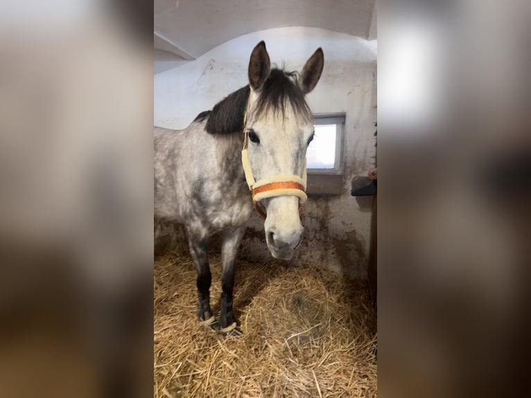 Anglo European Studbook Mare 8 years 16,3 hh Gray-Red-Tan in Humpolec