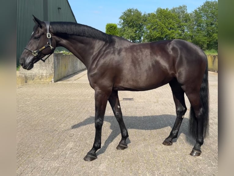 Anglo European Studbook Mare 8 years 17,1 hh Black in Hilvarenbeek