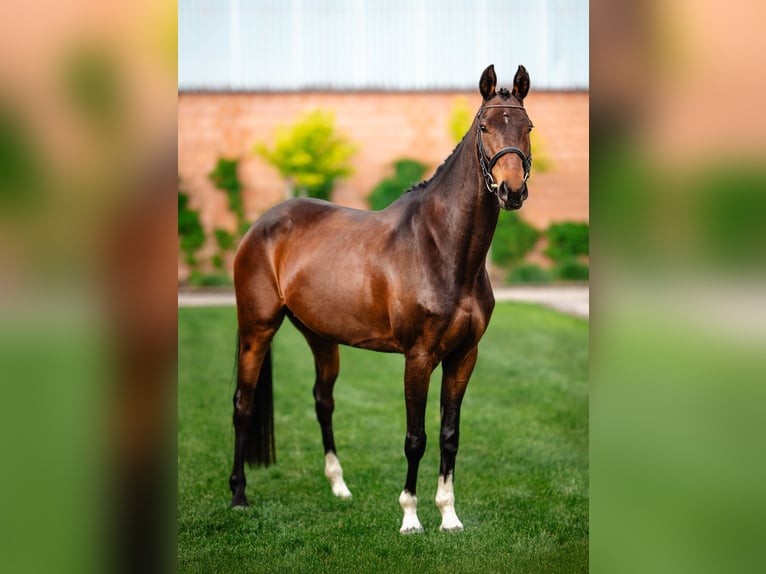 Anglo European Studbook Mare 9 years 15.2 hh Brown in Zwierzyniec Pierwszy