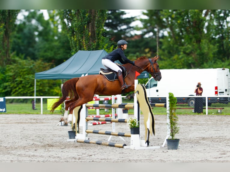 Anglo European Studbook Mare 9 years 16 hh Chestnut-Red in Warsaw