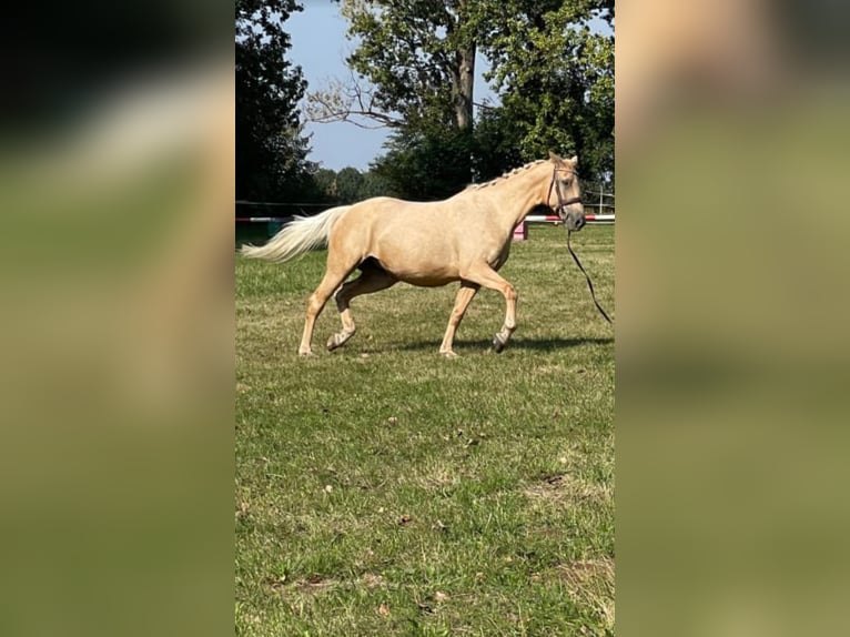 Anglo European Studbook Mare 9 years 16 hh Palomino in Naundorf