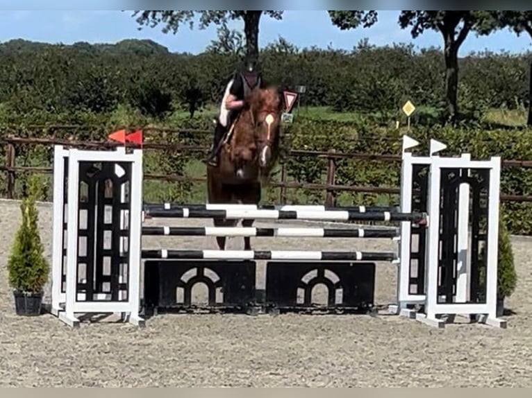 Anglo European Studbook Mare 9 years 16,1 hh Chestnut-Red in Grote Brogel