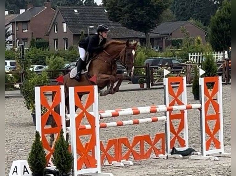 Anglo European Studbook Mare 9 years 16,1 hh Chestnut-Red in Grote Brogel