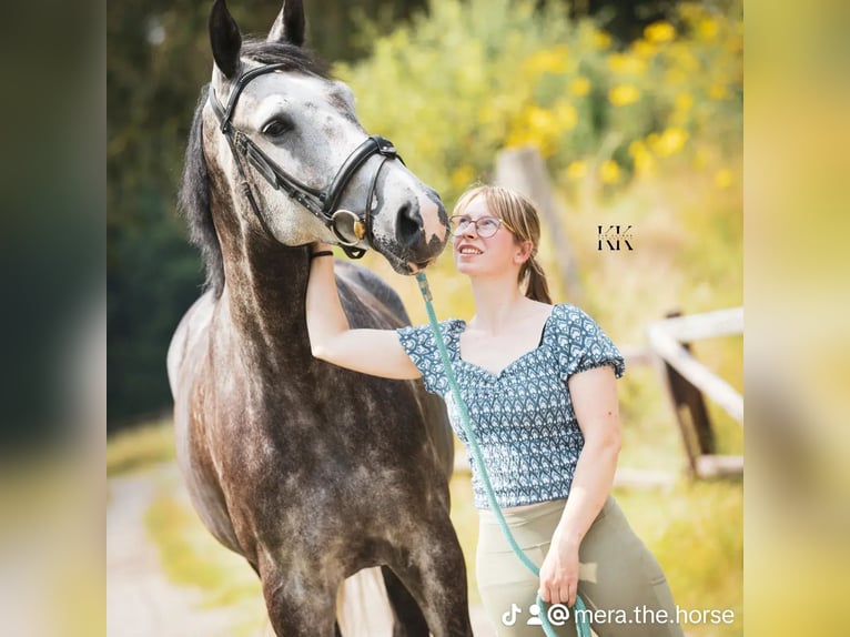 Anglo European Studbook Mare 9 years 16,2 hh Grey in Enschede