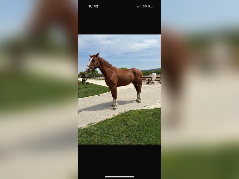 Anglo European Studbook Mare 9 years 17 hh Chestnut in Pleven