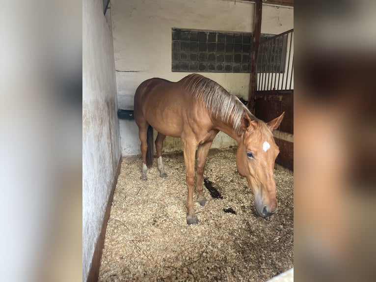 Anglo European Studbook Mare 9 years 18 hh in Ústí nad Labem