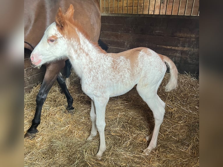 Anglo European Studbook Mare Foal (04/2026) 15.2 hh Sabino in Lagarde