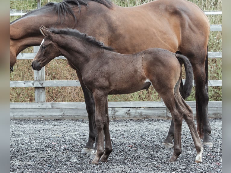 Anglo European Studbook Mare Foal (05/2024) 16,2 hh Bay in Gloucester