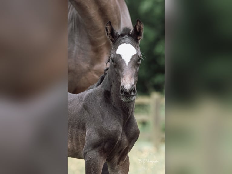 Anglo European Studbook Mare Foal (05/2024) 16,2 hh Bay in Gloucester