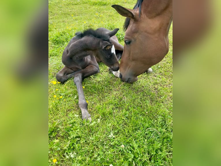 Anglo European Studbook Mare Foal (05/2024) 16,2 hh Bay in Gloucester