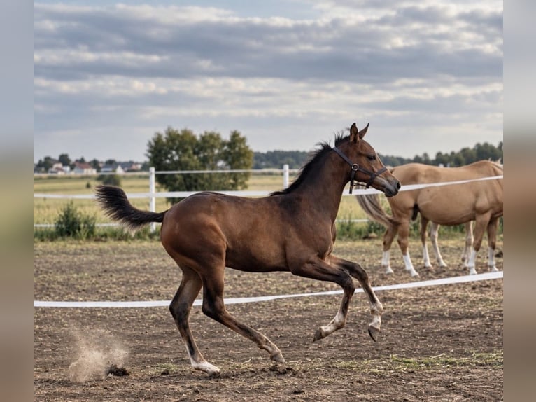 Anglo European Studbook Mare Foal (05/2026) 16.2 hh Brown in Wojcieszków