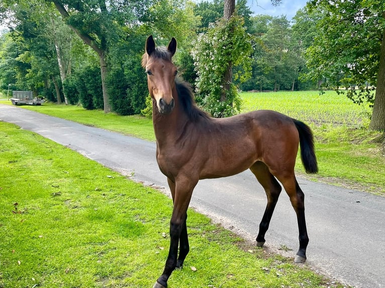 Anglo European Studbook Mare Foal (02/2024) 16,2 hh Brown in Neuenkirchen